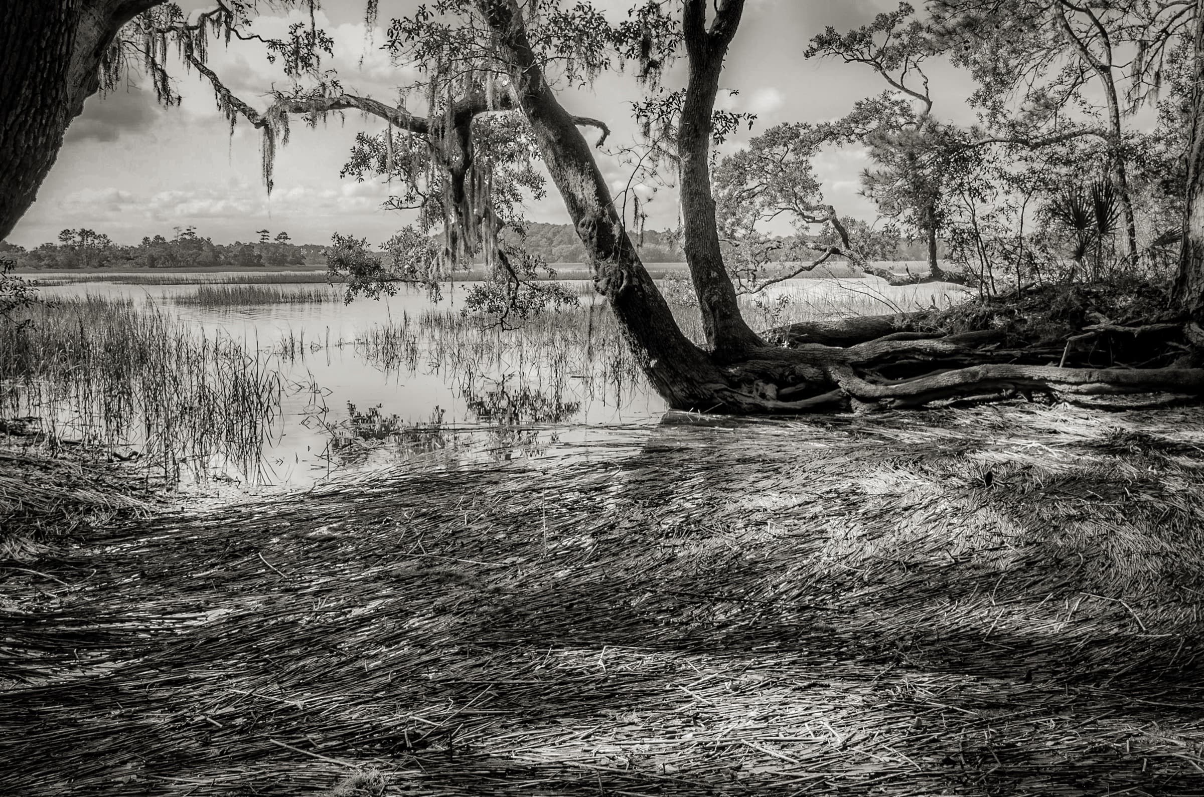 Marshland — black and white photograph 1 by Andrew Branning